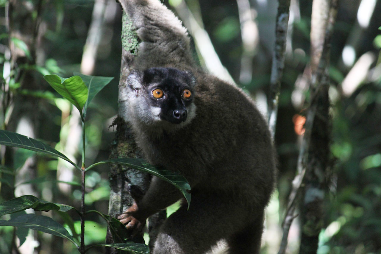 Lemur